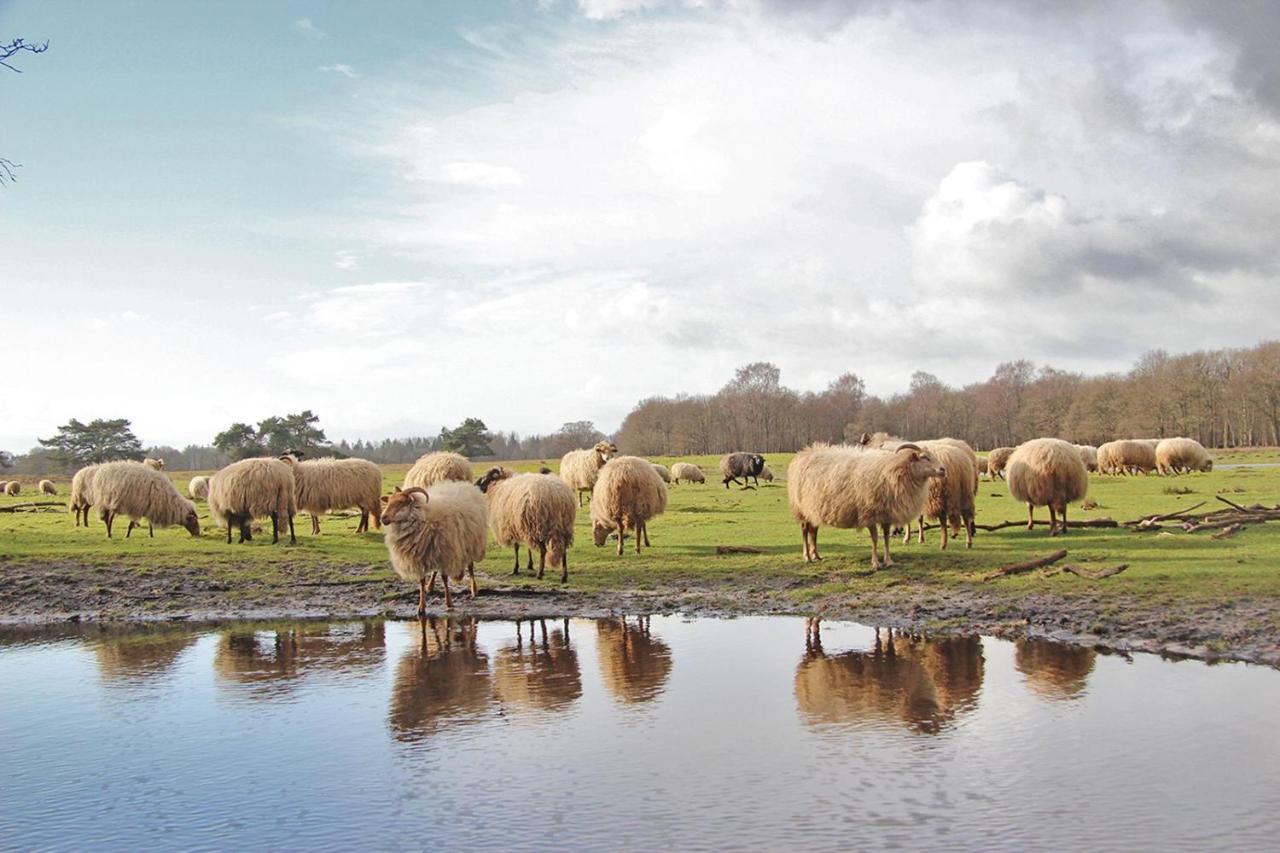 Prive In Een Bosrijke Omgeving Welkom Bij Gastenverblijf Het Ontsnapte Schaap In Jubbega المظهر الخارجي الصورة